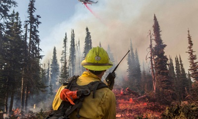 A picture of firefighters working to tame a wildfire in a forest with tall trees.