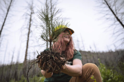 A picture of Dragonfly Energy and National Forest Foundation Earth Day Partnership